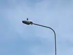 Anti gaviotas multiuso
